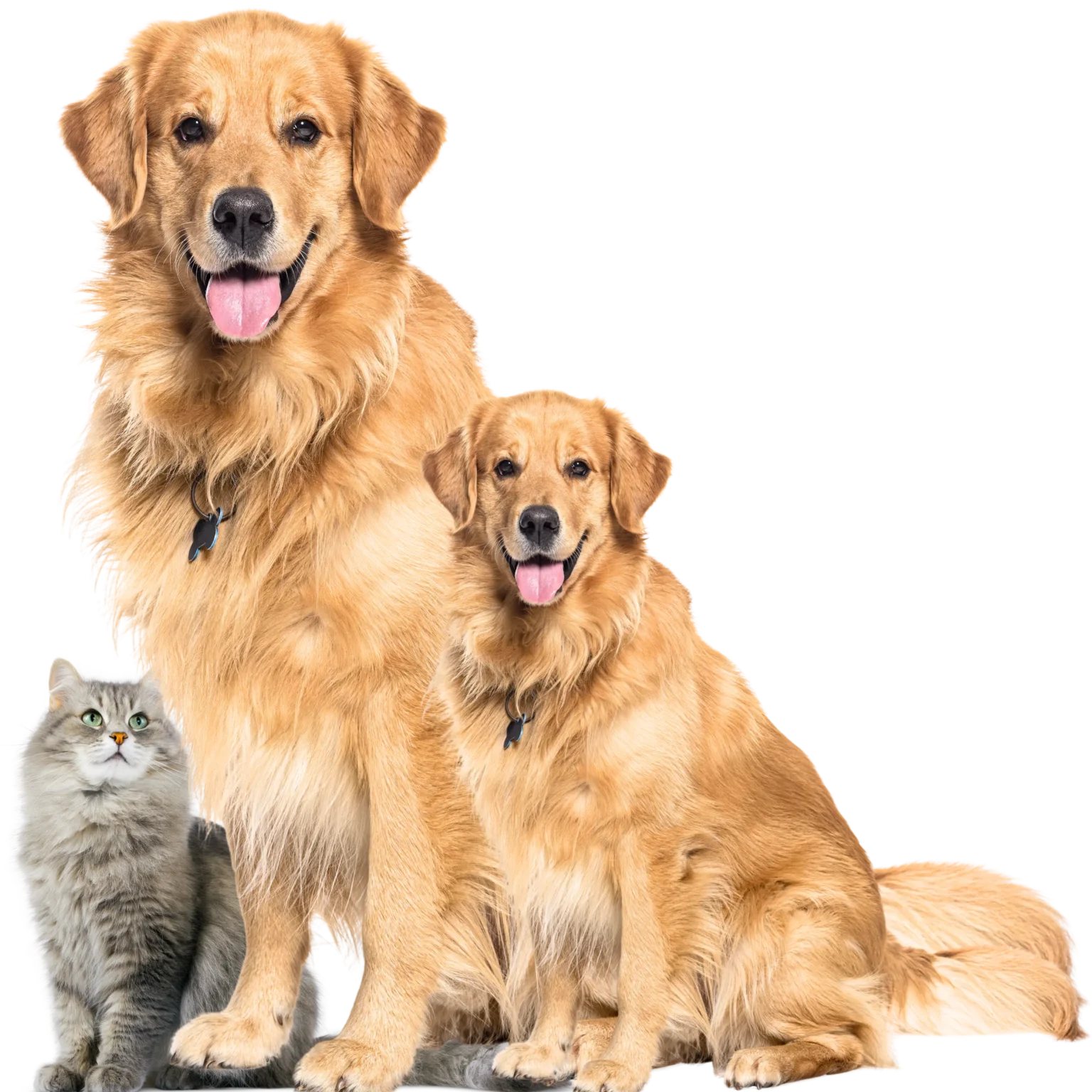 DGH-A Keeping Your Pets Healthy and Active