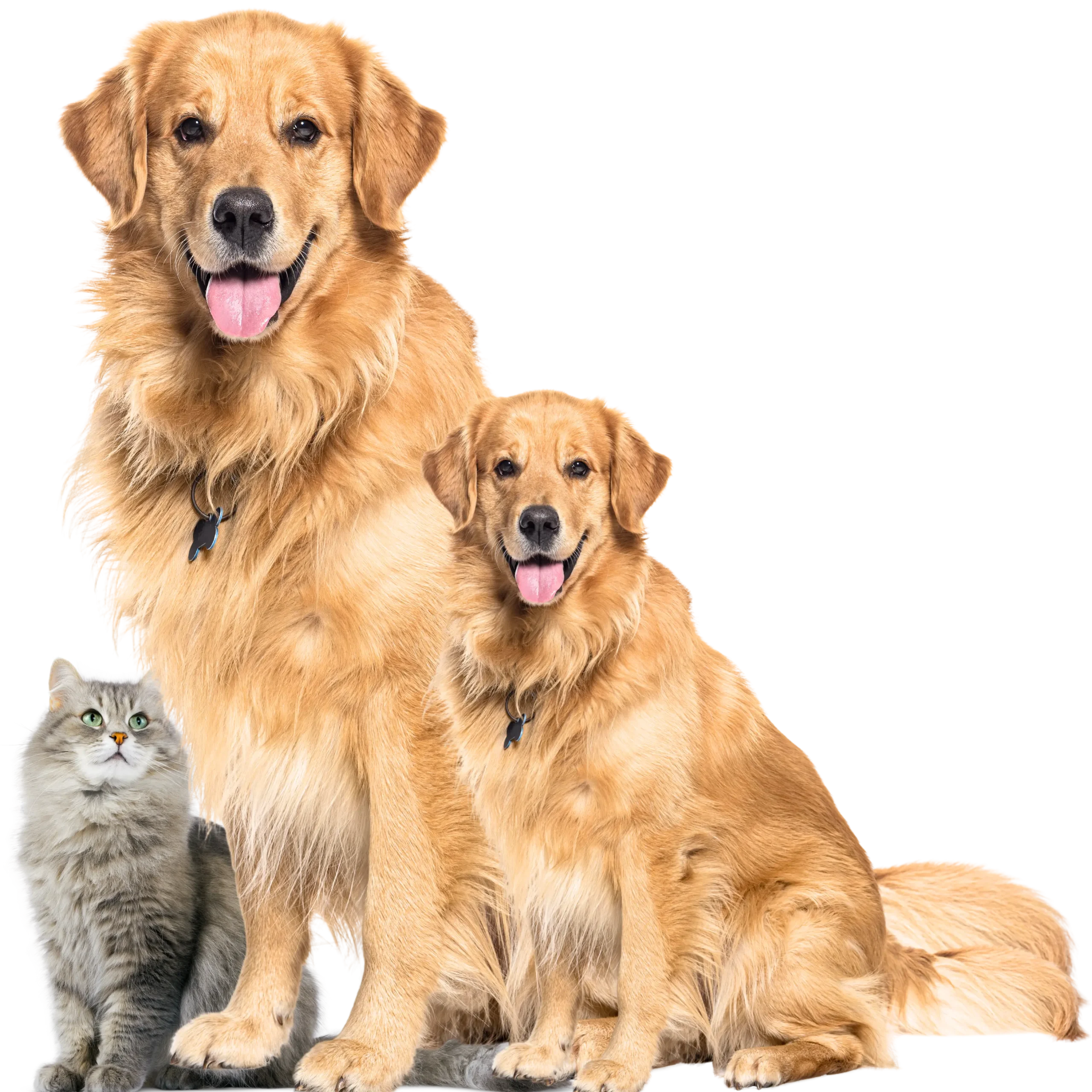 DGH-A Keeping Your Pets Healthy and Active