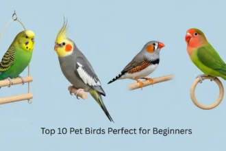 Top 10 Pet Birds Perfect for Beginners