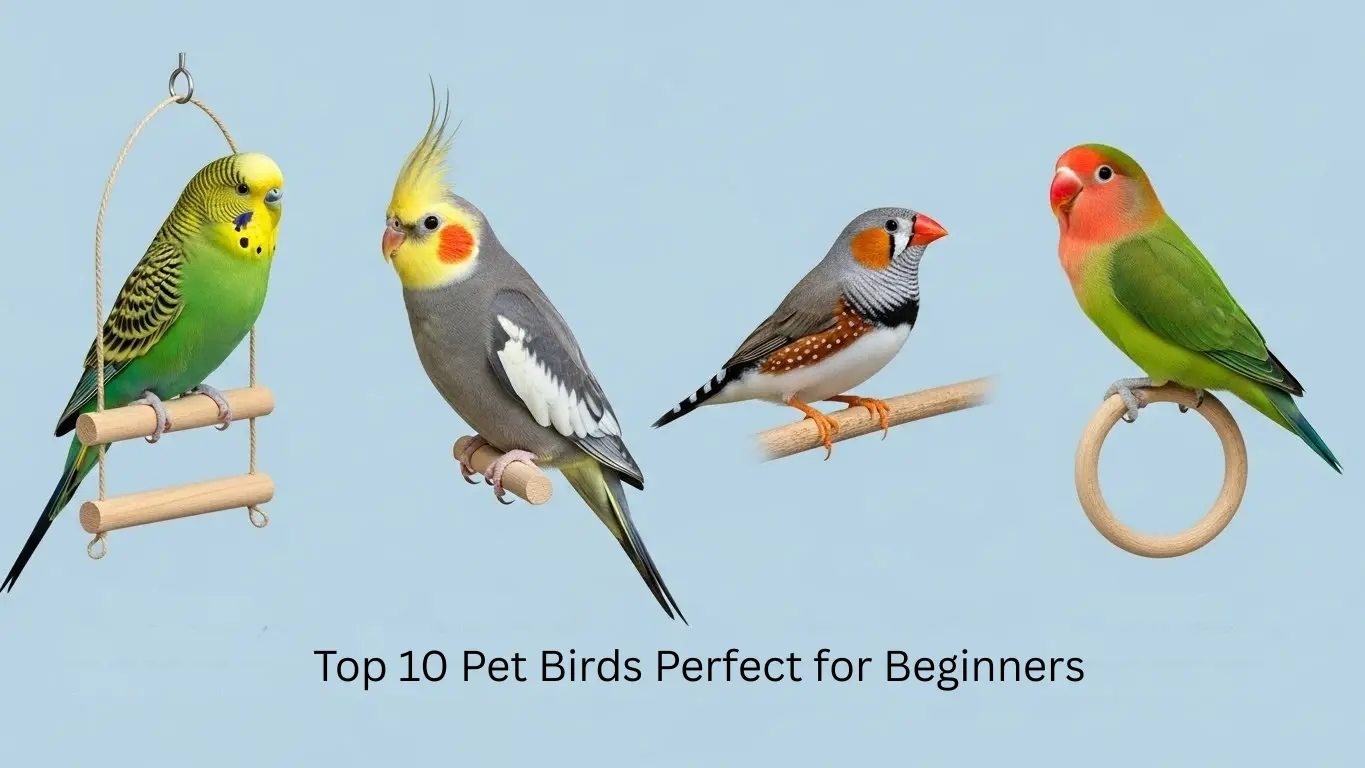 Top 10 Pet Birds Perfect for Beginners